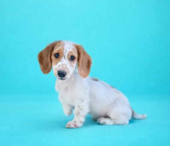 ミニチュアダックスフンド(ロング)