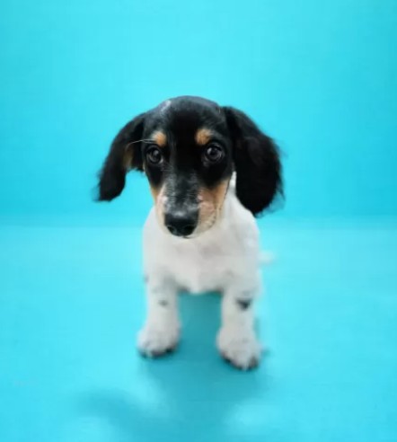 ミニチュアダックスフンド(ロング)