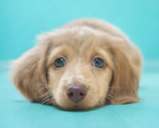 ミニチュアダックスフンド(ロング)