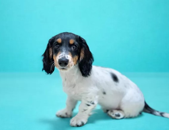 ミニチュアダックスフンド(ロング)