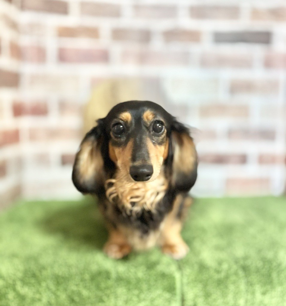 母犬