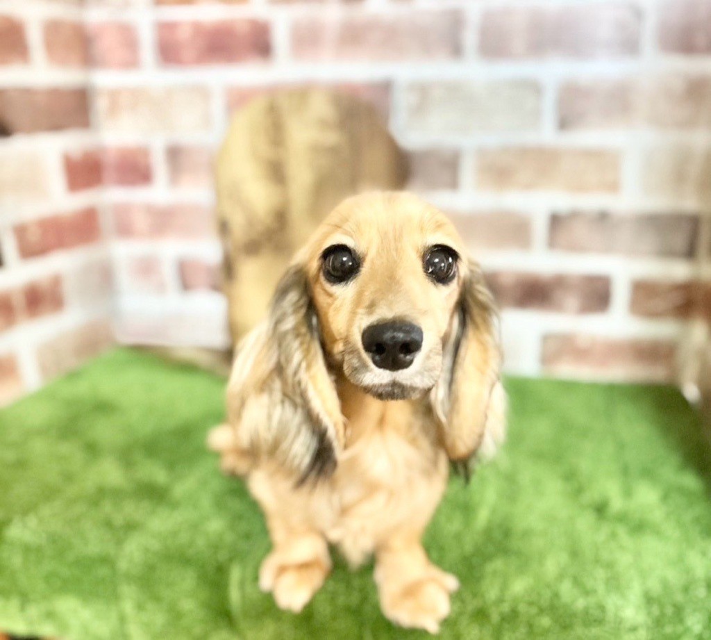 父犬