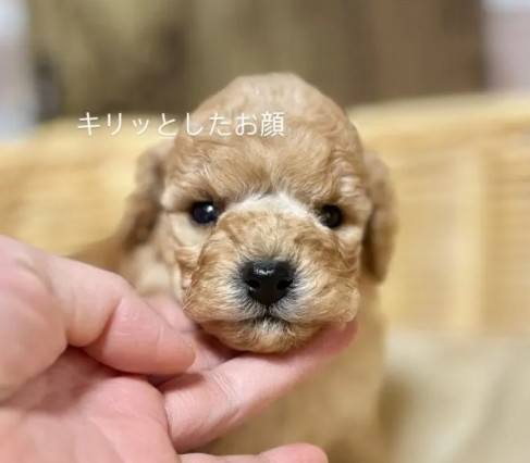 トイプードル(トイ)