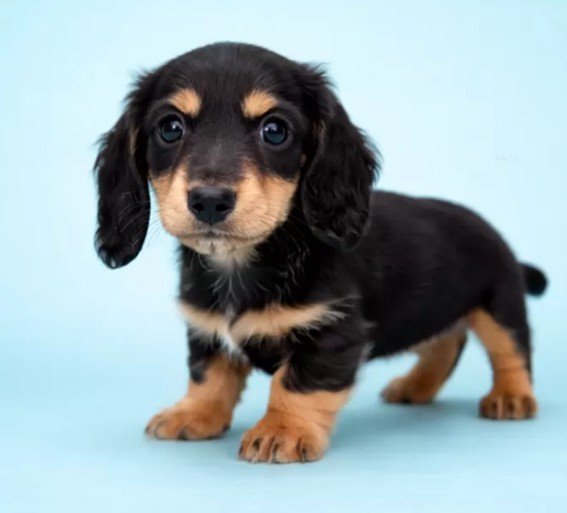 ミニチュアダックスフンド(ロング)