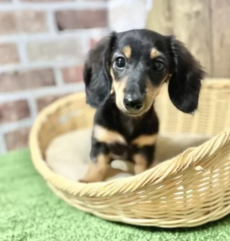 ミニチュアダックスフンド(ロング)