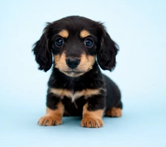 ミニチュアダックスフンド(ロング)