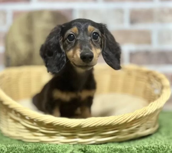 ミニチュアダックスフンド(ロング)