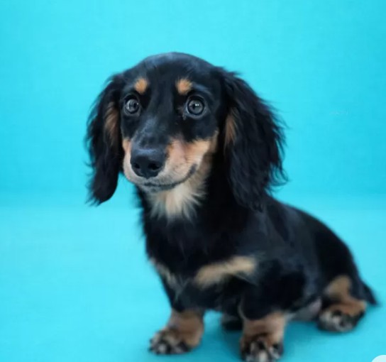 ミニチュアダックスフンド(ロング)