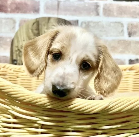 ミニチュアダックスフンド(ロング)