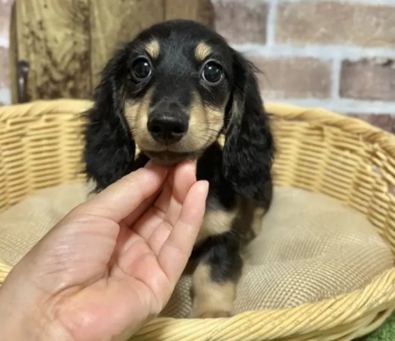 ミニチュアダックスフンド(ロング)