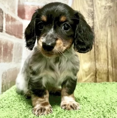 ミニチュアダックスフンド(ロング)