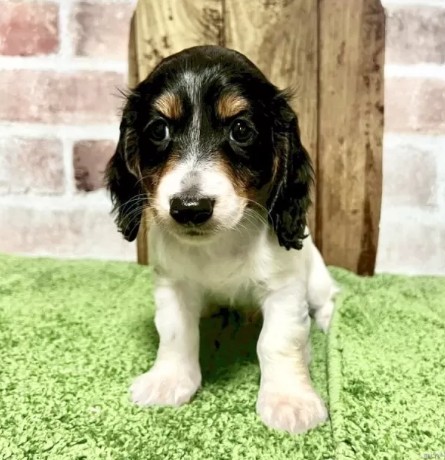 ミニチュアダックスフンド(ロング)