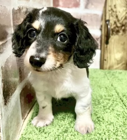 ミニチュアダックスフンド(ロング)